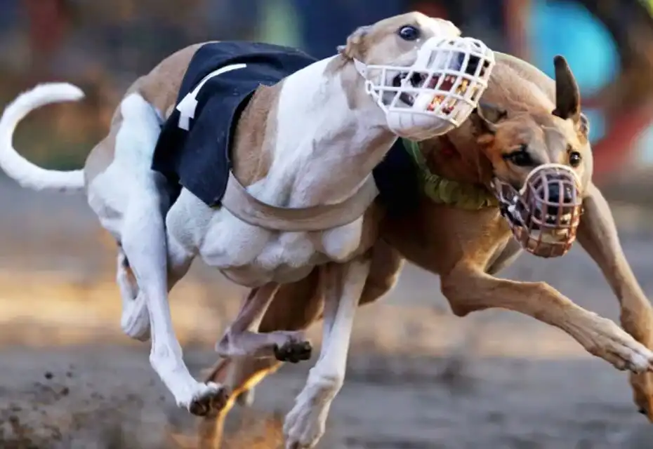 Ставки на собачьи бега: виды пари и категории забегов, особенности соревнований