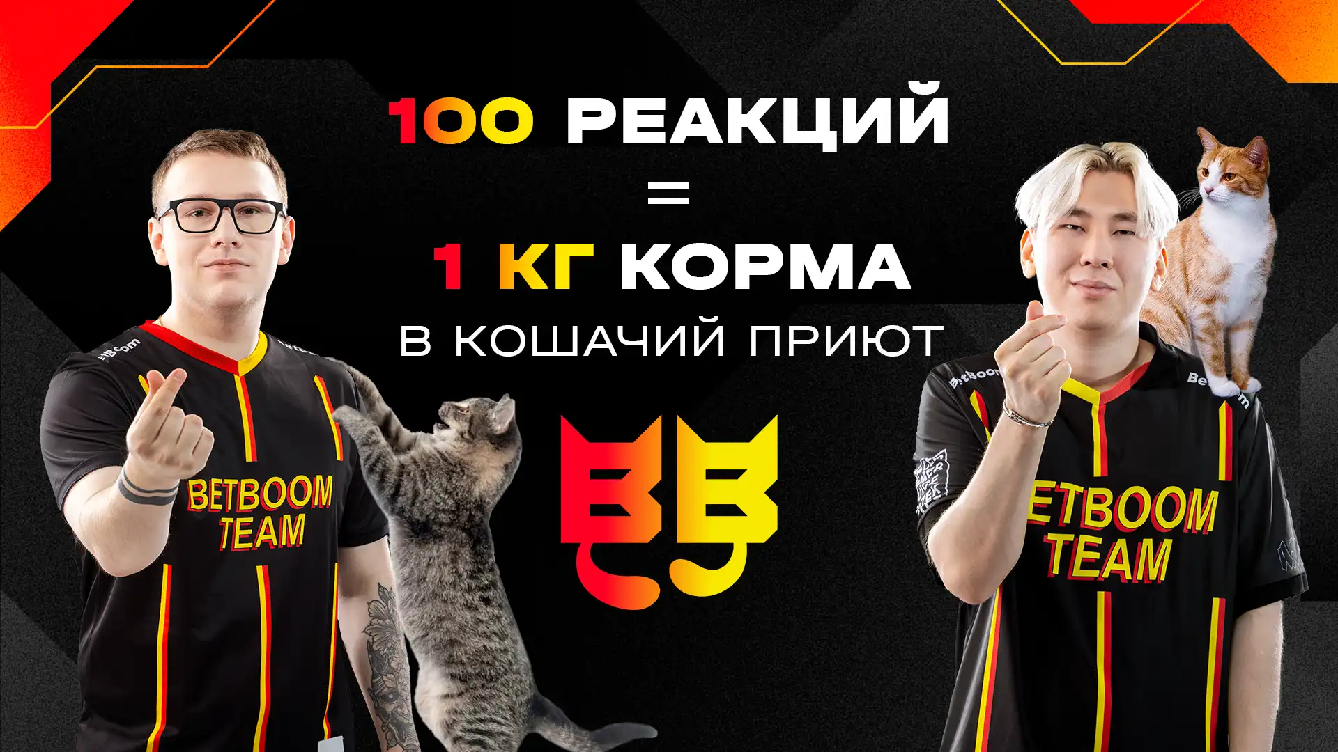 BetBoom Team запустила благотворительную акцию в честь Дня кошек